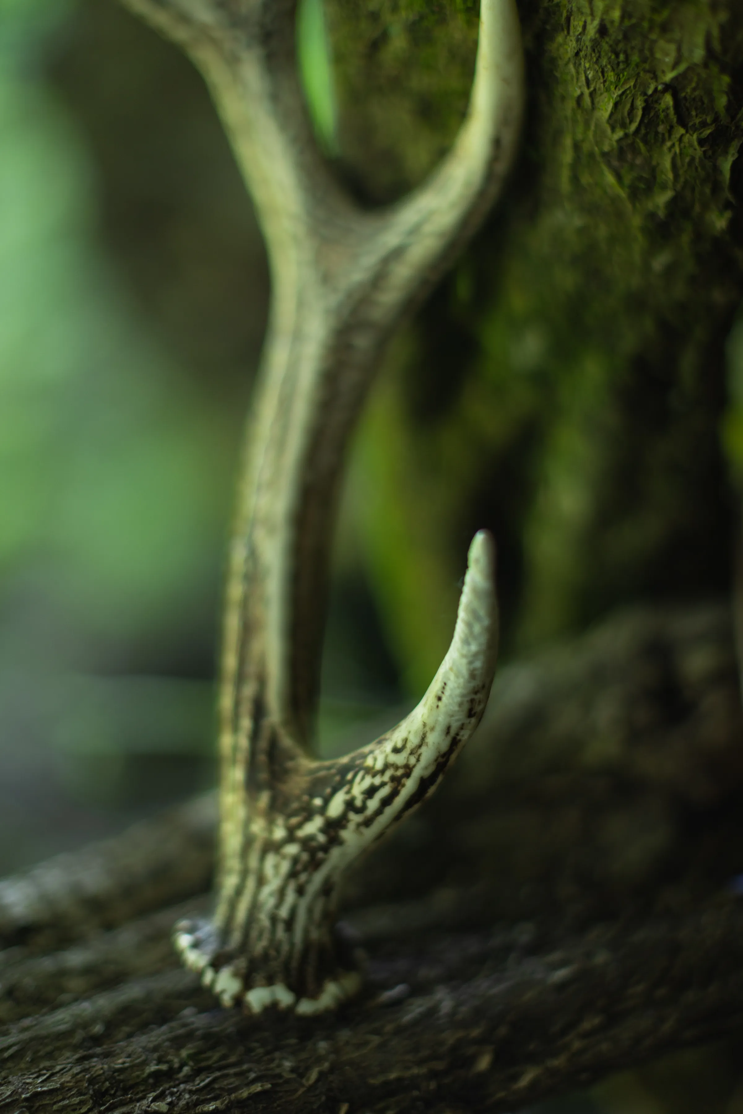 Antlers - 4